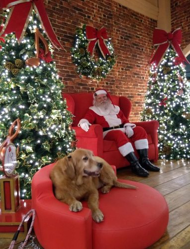 Natal Pet Cantareira Norte Shopping 2