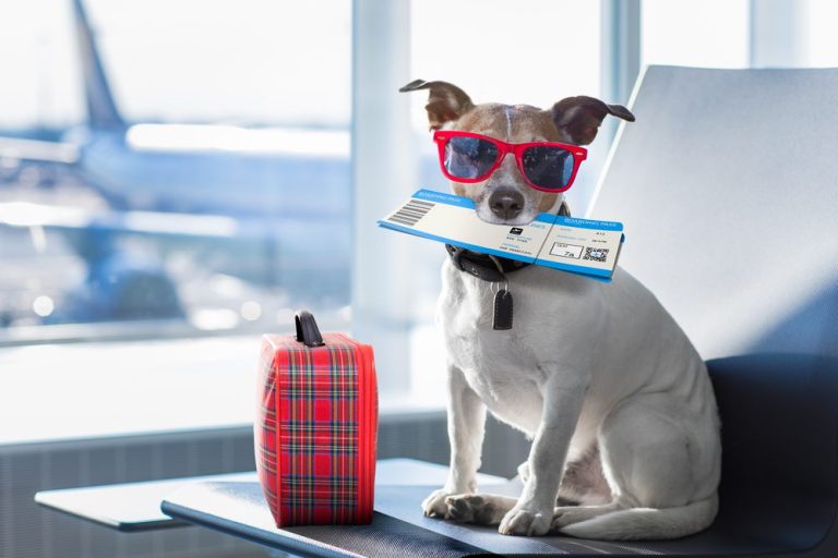 Dicas para uma viagem tranquila e segura com seu pet